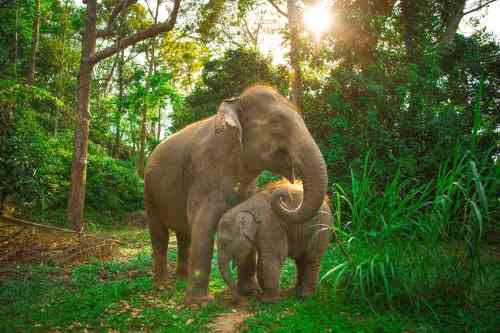 The Green Elephant phuket