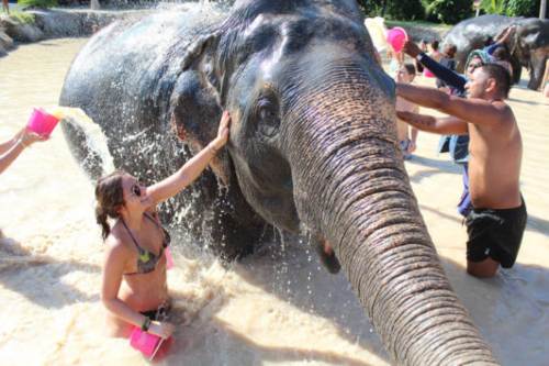 Bain avec les éléphants
