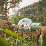 Anantara Golden Triangle Chiang Rai Elephants