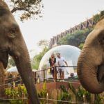 Anantara Jungle Bubble Chiang Rai