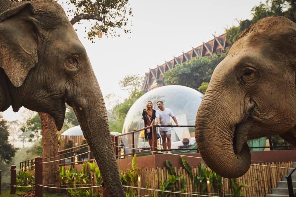 Anantara Jungle Bubble Chiang Rai