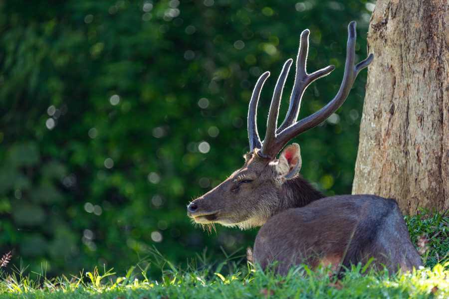 Deer at Khao Yai Thailand