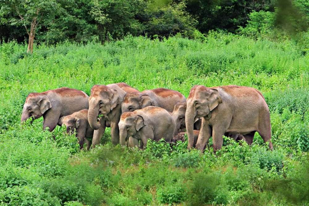 Parc National Khao Yai