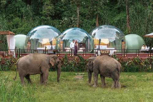 Jungle Bubble Chiang Rai