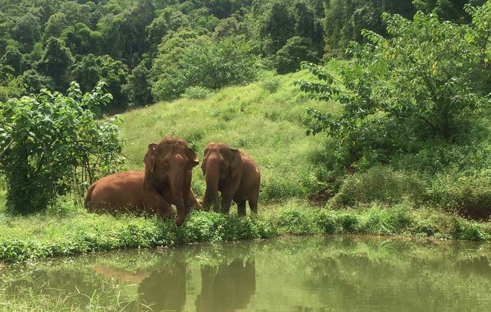Elephants Highlands