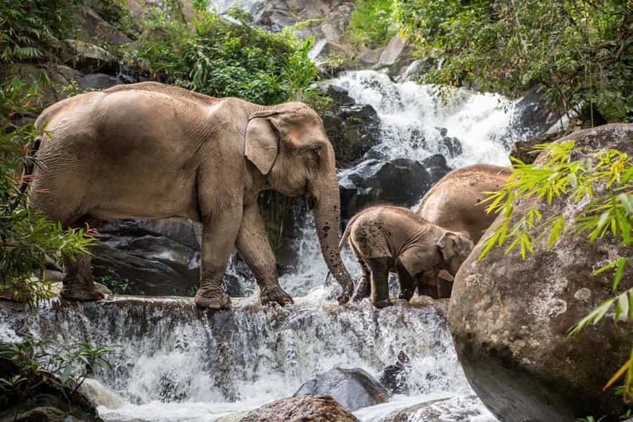Elephant freedom