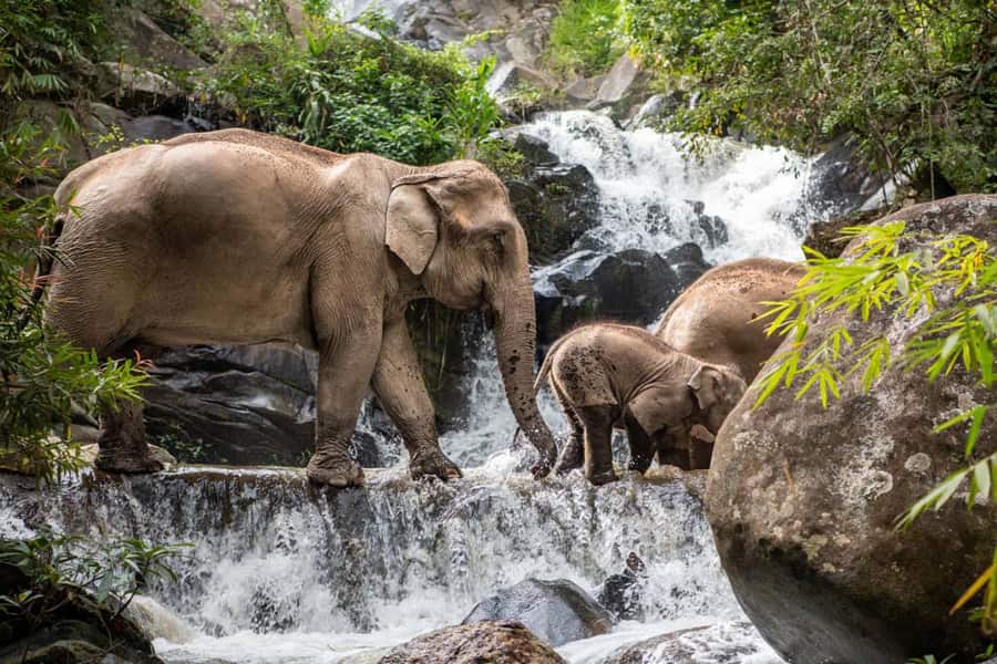elephant-freedom-village-in-chiang-mai-day-tour
