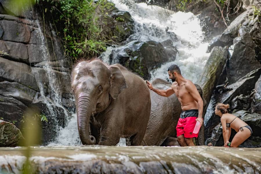 Elephant freedom village in Chiang Mai