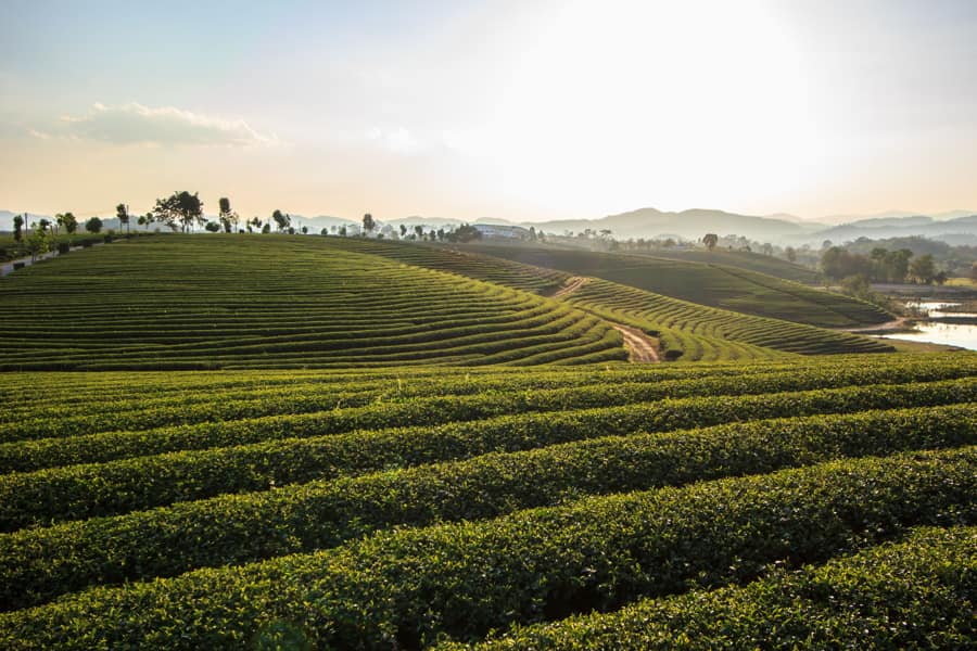 Plantation de the Choui Fong