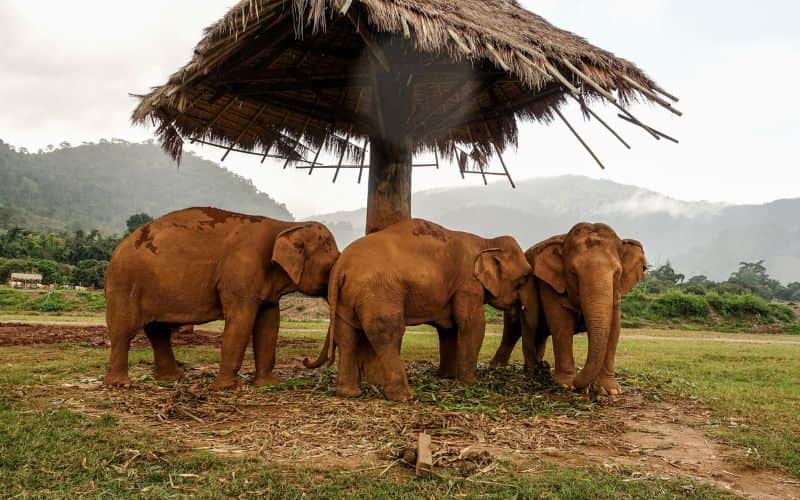 Elephant Jungle Sanctuary