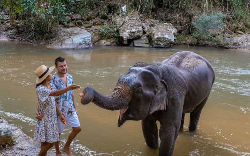 sanctuary elephant chiang mai 2