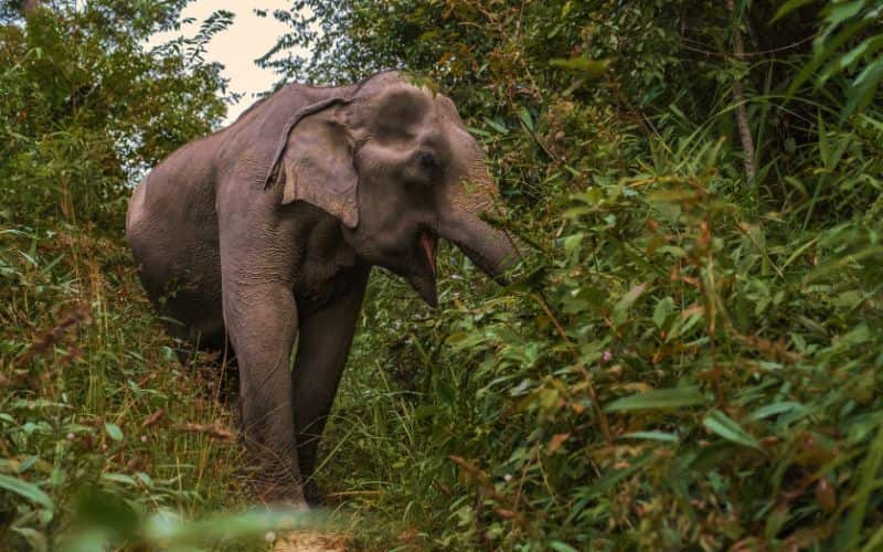 Elephant au sanctuaire