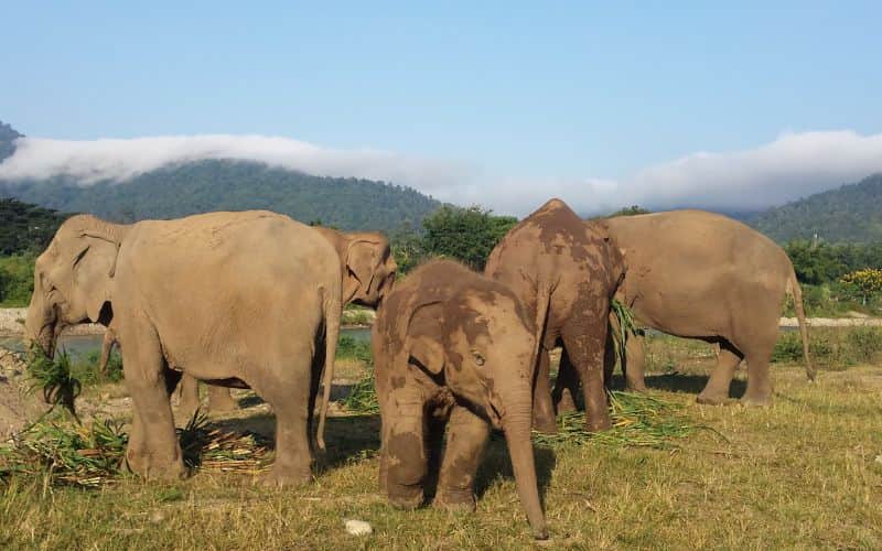 Sanctuaire des éléphants à Chiang Mai
