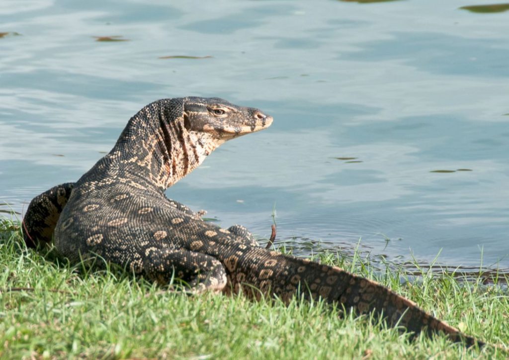 Varant (Monitor Lizard)