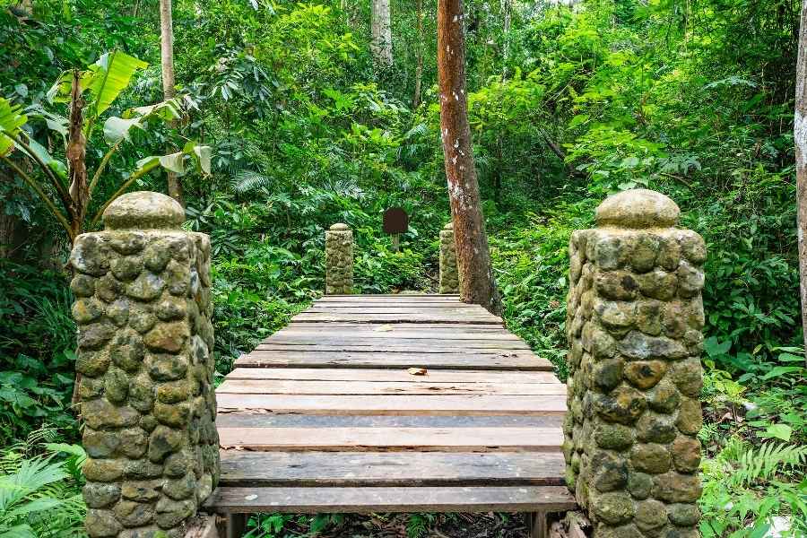 Pont en bois, Ramkhamhaeng National Park