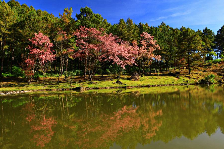 Sakura Siamois Fleurs Doi Inthanon